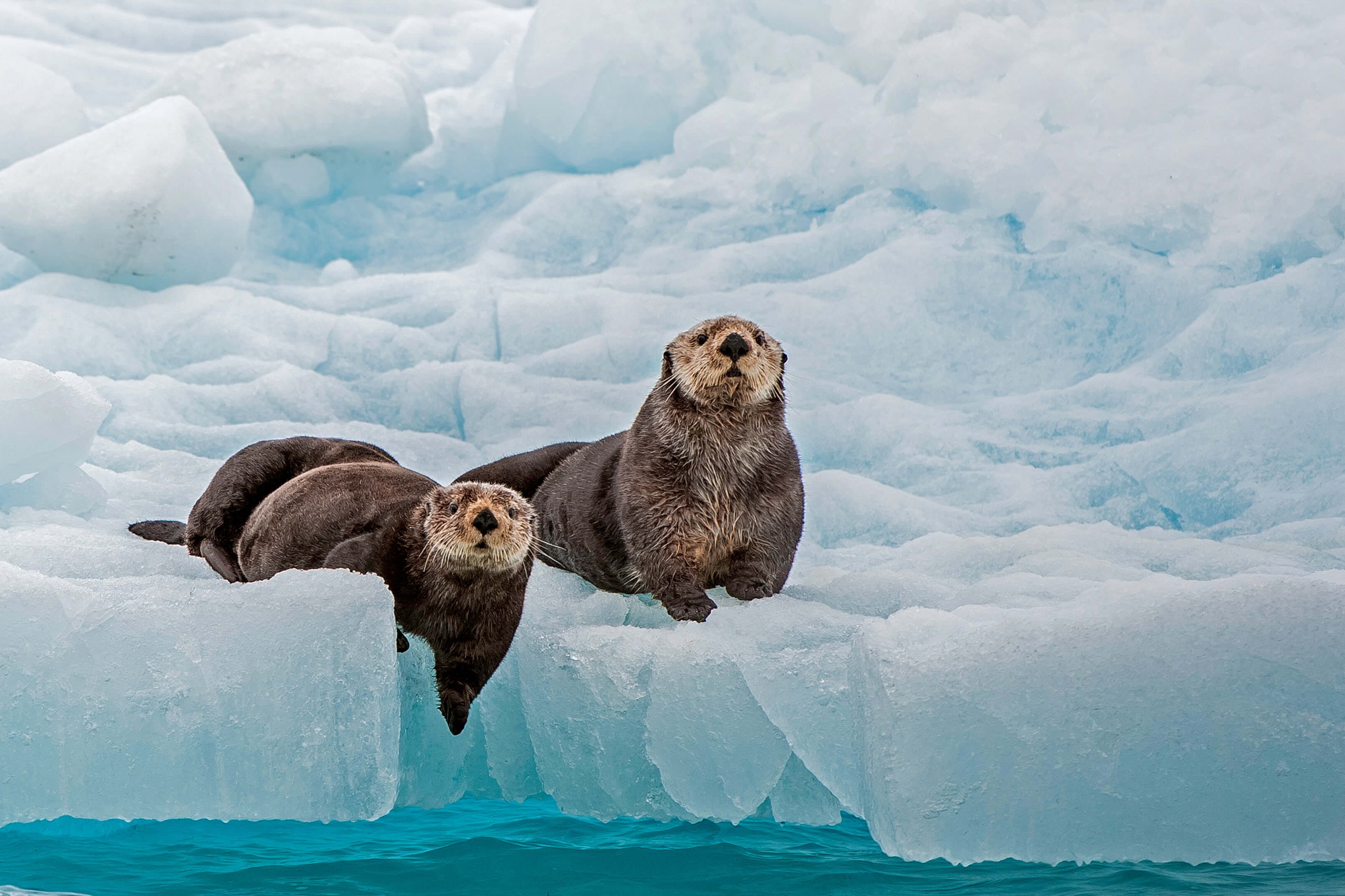 某石油网站逆向